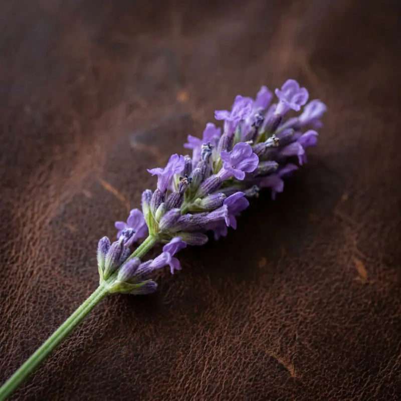 Purple lavender flower on a brown leather surface fragrance note