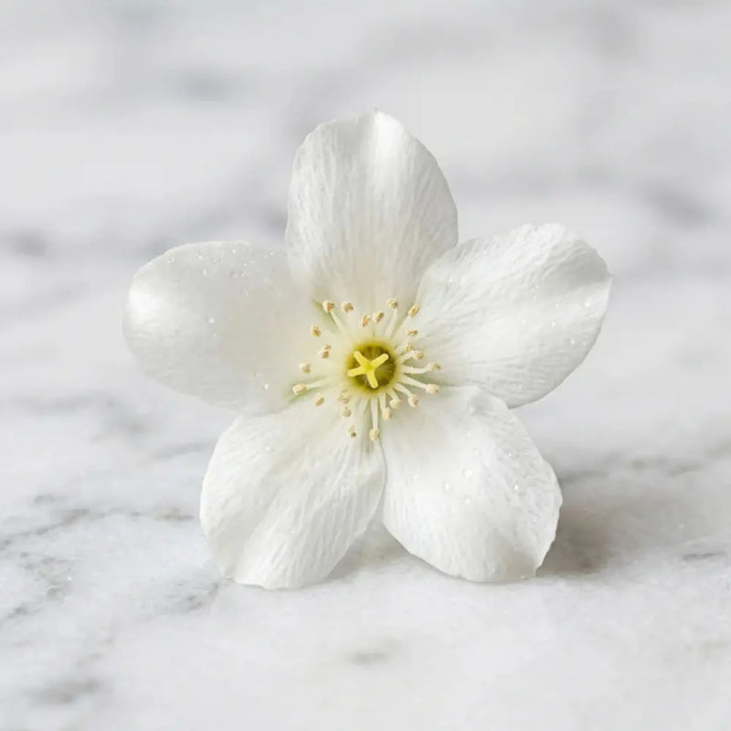 White flower fragrance note with yellow center on a marble background