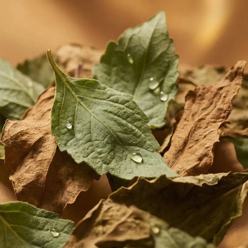 Close-up Patchouli with water droplets on a background of brown leaves.