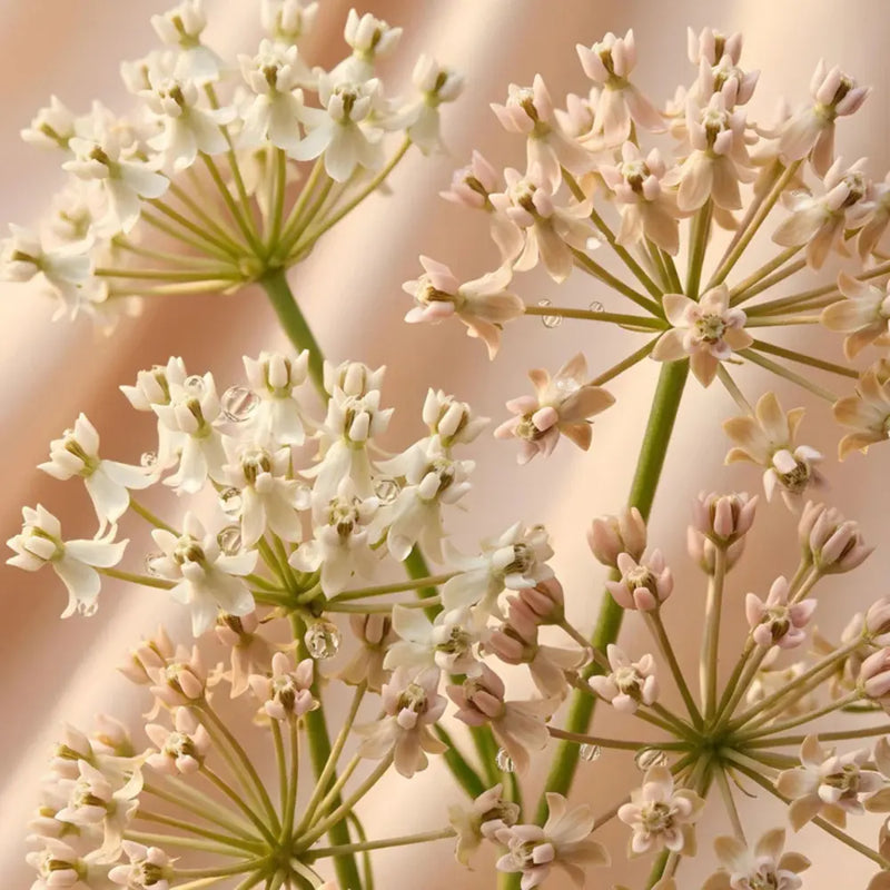 Close-up of white flowers with a soft pink background fragrance note